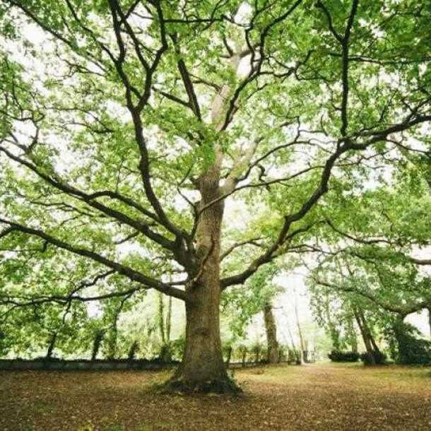 La forêt en tous sens